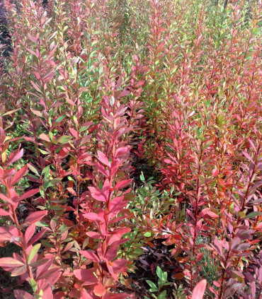 Berberis Vulgare / Epine Vinette