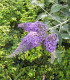 Buddleja Davidii Empire Blue / Arbre à papillons Empire Blue
