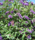 Buddleja Davidii Empire Blue / Arbre à papillons Empire Blue