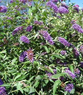 Buddleja Davidii Empire Blue / Arbre à papillons Empire Blue