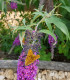 Buddleja Davidii Empire Blue / Arbre à papillons Empire Blue