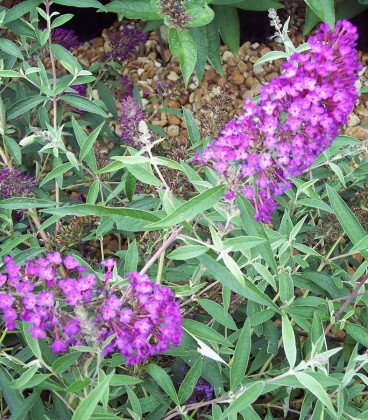Buddleja Davidii Nanho Purple / Arbre à papillons Nanho Purple