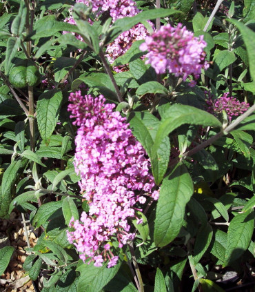 Buddleja Davidii Pink Delight / Arbre à papillons Pink Delight