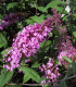 Buddleja Davidii Pink Delight / Arbre à papillons Pink Delight