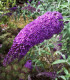 Buddleja Davidii Royal Red / Arbre à papillons Royal Red
