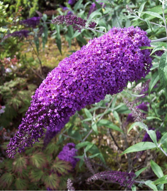 BUDDLEJA Davidii Royal Red ARBRE A PAPILLONS ROYAL RED