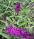 Buddleja Davidii Royal Red / Arbre à papillons Royal Red