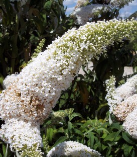 Buddleja Davidii White Profusion / Arbre à papillons White Profusion