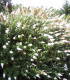 Buddleja Davidii White Profusion / Arbre à papillons White Profusion