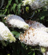 Buddleja Davidii White Profusion / Arbre à papillons White Profusion