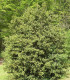 Buxus Sempervirens / Buis Commun