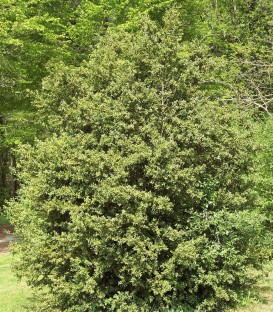 Buxus Sempervirens / Buis Commun
