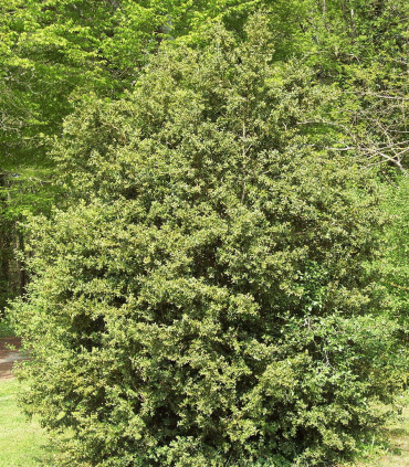 Buxus Sempervirens / Buis Commun