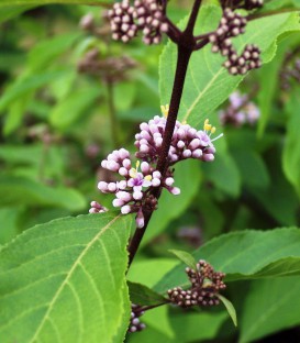Callicarpa Bodinieri Profusion