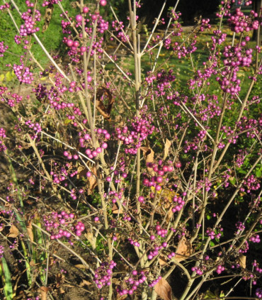 Callicarpa Bodinieri Profusion