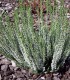 Calluna / Erica Été Blanche / Bruyere D'Ete Blanche