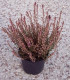 Calluna / Erica Été Rose / Bruyere D'Ete Rose