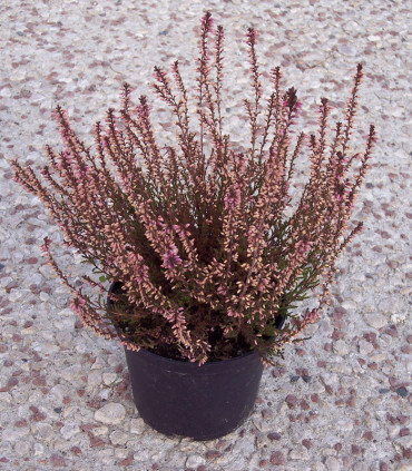 Calluna / Erica Été Rose / Bruyere D'Ete Rose