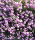 Calluna / Erica Été Rose / Bruyere D'Ete Rose