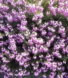 Calluna / Erica Été Rose / Bruyere D'Ete Rose