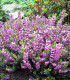 Calluna / Erica Été Rose / Bruyere D'Ete Rose