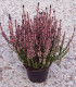 Calluna / Erica Été Rouge / Bruyere D'Ete Rouge