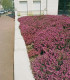 Calluna / Erica Été Rouge / Bruyere D'Ete Rouge