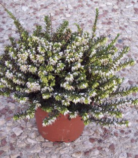 Calluna / Erica Hiver Blanche / Bruyere D'Hiver Blanche