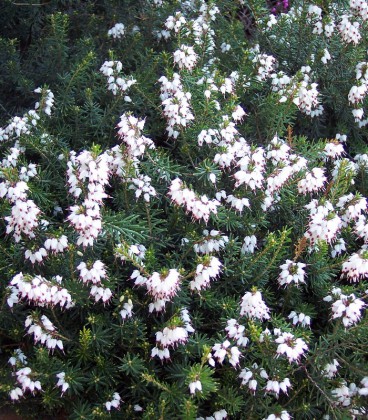 Calluna / Erica Hiver Blanche / Bruyere D'Hiver Blanche