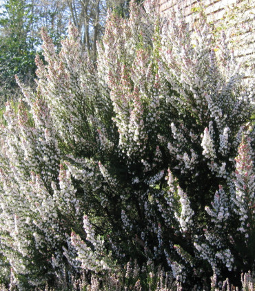 Calluna / Erica Hiver Blanche / Bruyere D'Hiver Blanche