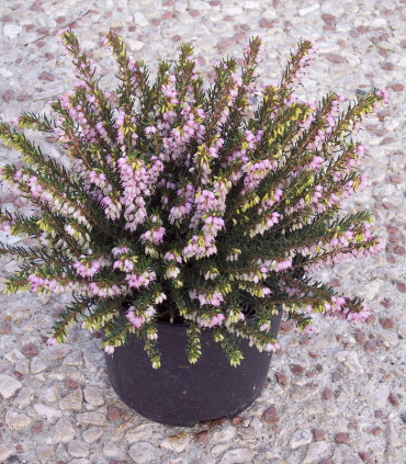 Calluna / Erica Hiver Rose / Bruyere D'Hiver Rose