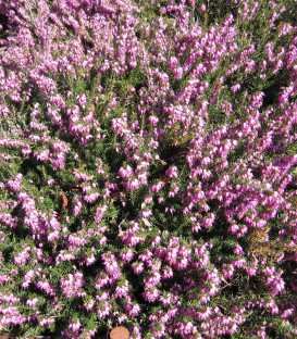 Calluna / Erica Hiver Rose / Bruyere D'Hiver Rose