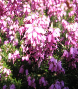 Calluna / Erica Hiver Rouge / Bruyere D'Hiver Rouge