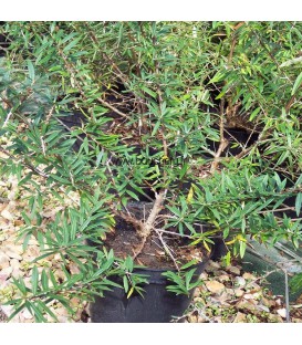 HIPPOPHAE rhamnoides / ARGOUSIER