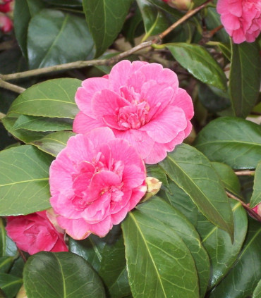 Camellia Japonica Rose