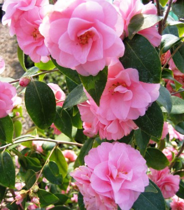 Camellia Japonica Rose