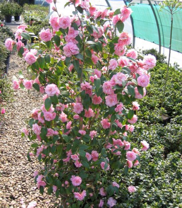 Camellia Japonica Rose