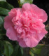 Camellia Japonica Rose