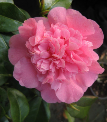 Camellia Japonica Rose