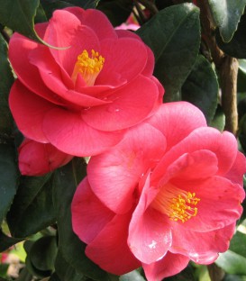 Camellia Japonica Rouge