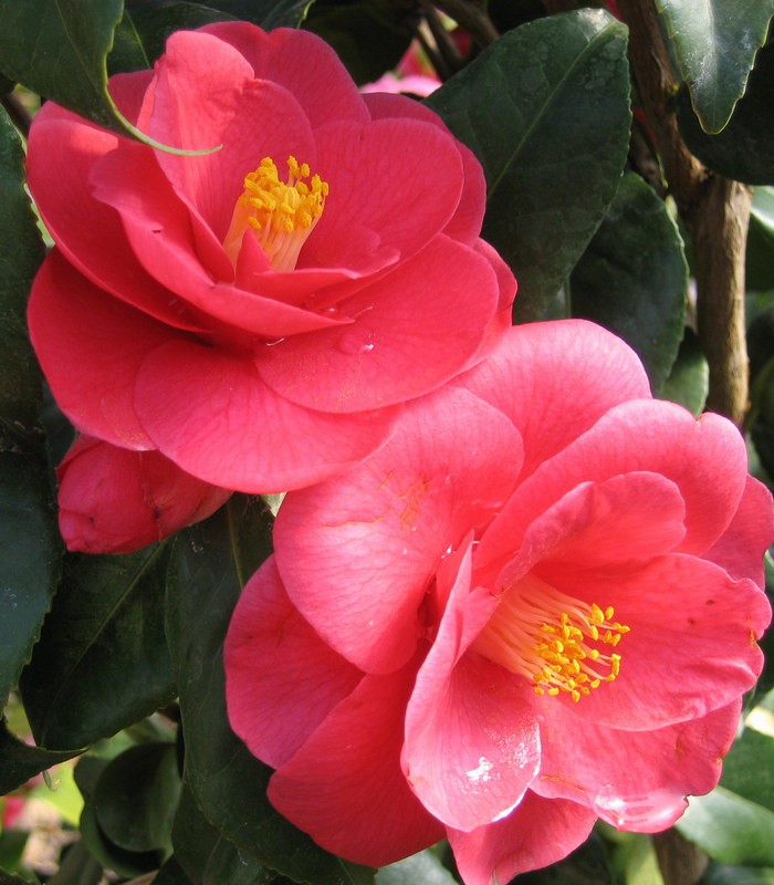 CAMELLIA japonica rouge