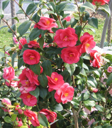 Camellia Japonica Rouge