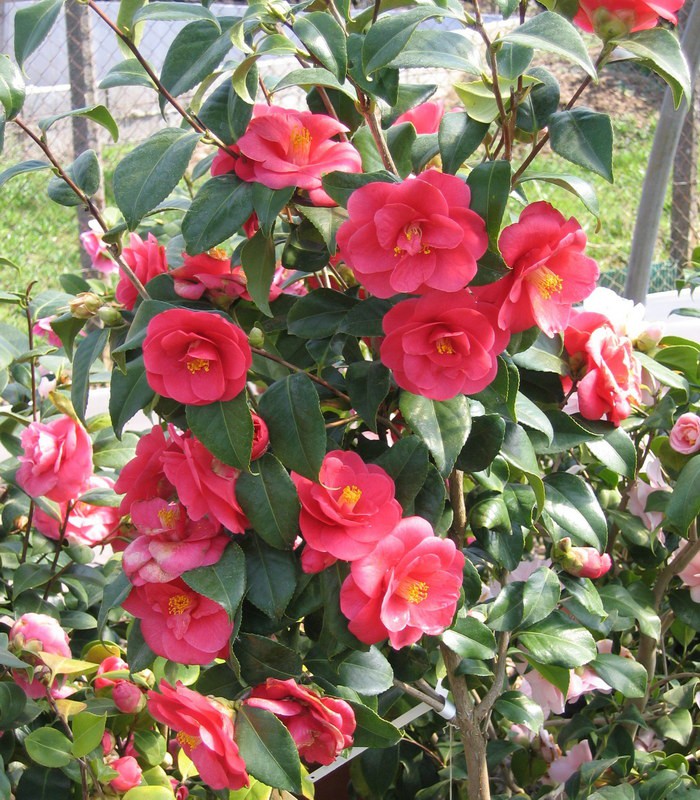 CAMELLIA japonica rouge