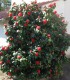 Camellia Japonica Rouge