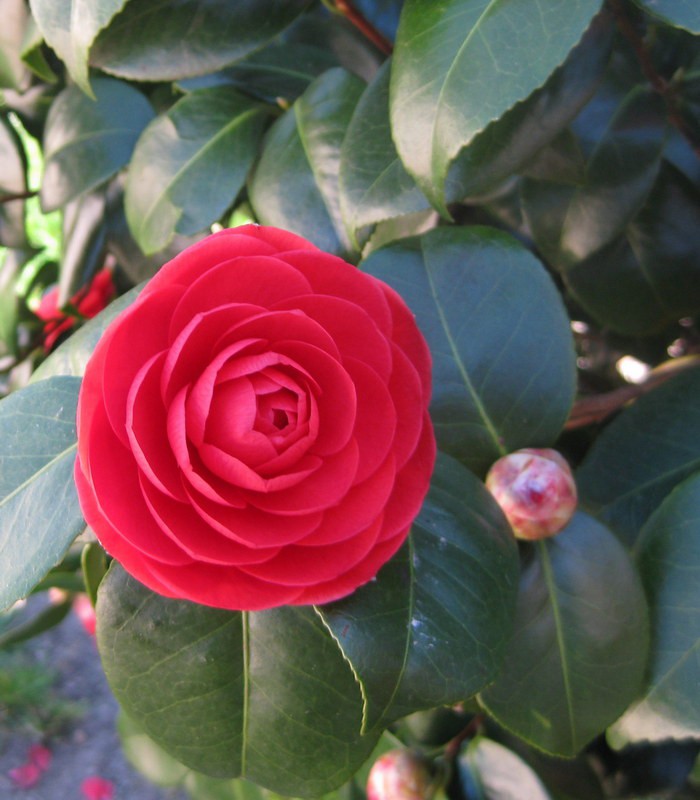 CAMELLIA japonica rouge
