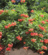 Campsis Tagliabuana Madame Galen / Bignone Madame Galen
