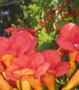 Campsis Tagliabuana Madame Galen / Bignone Madame Galen