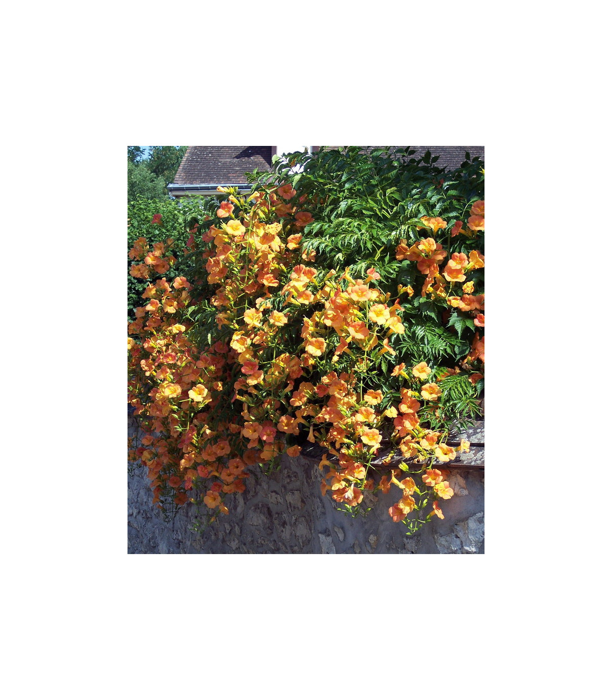 Bignonia Campsis Radicans Madame Galen – Vaso 18 Cm, Altezza 110 Cm, Fiore Arancione Estivo