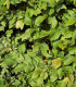 Carpinus Betulus / Charme Commun, Charmille