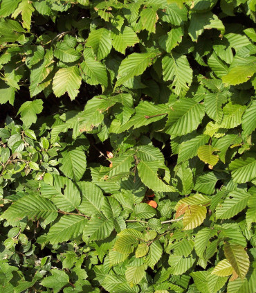 Carpinus Betulus / Charme Commun, Charmille